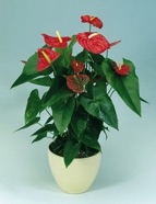 Anthurium Red